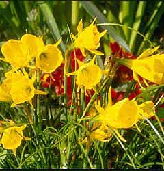 Narcissus - Div. 10 (bulbocodium) GOLDEN BELLS 10 Y-Y