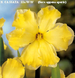 Narcissus - Div. 11a (splitcorona) CASSATA 11a W-W