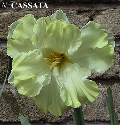 Narcissus - Div. 11a (splitcorona) CASSATA 11a W-W