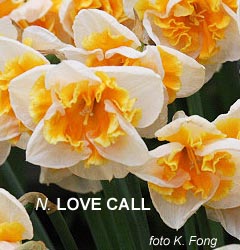 Narcissus - Div. 11a (splitcorona) LOVE CALL 11a W-OOY