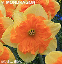 Narcissus - Div. 11a (splitcorona) MONDRAGON 11a Y-O