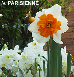 Narcissus - Div. 11a (splitcorona) PARISIENNE 11a W-O