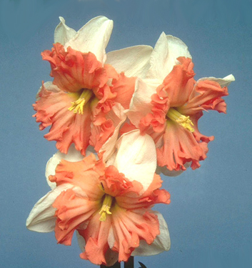 Narcissus - Div. 11a (splitcorona) SHRIKE 11a W-P