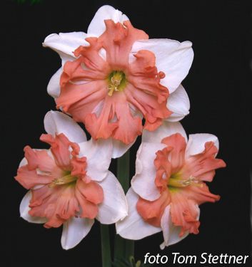 Narcissus - Div. 11a (splitcorona) SHRIKE 11a W-P