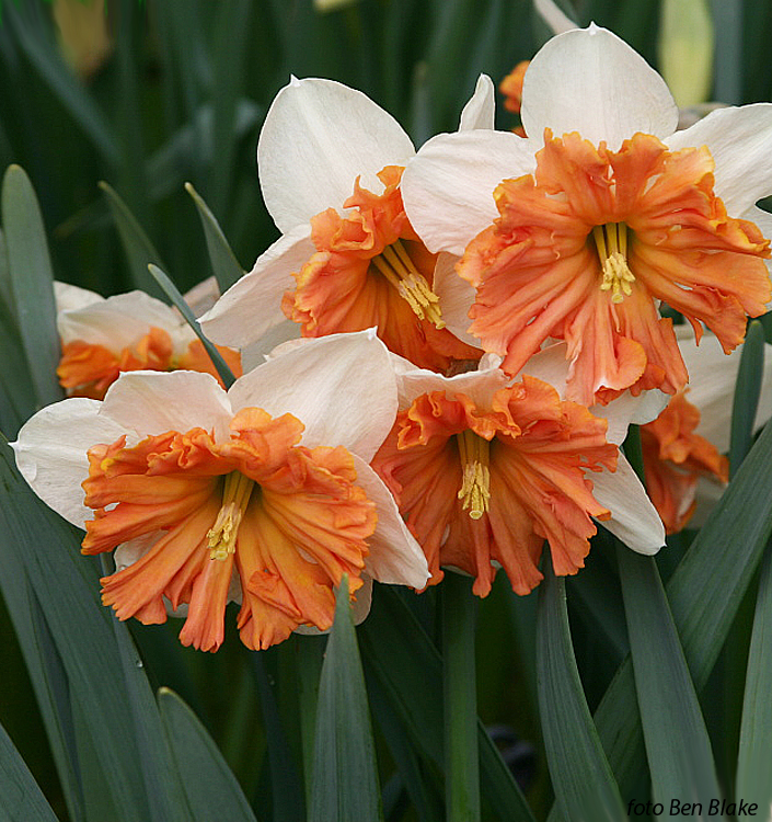 Narcissus - Div. 11a (splitcorona) SHRIKE 11a W-P