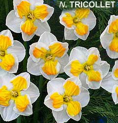 Narcissus - Div. 11a (splitcorona) TRICOLLET 11a W-O