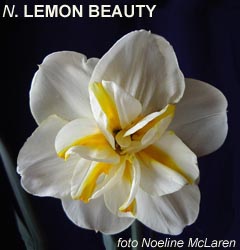 Narcissus - Div. 11b (splitcorona papillon) LEMON BEAUTY 11b W-W/Y