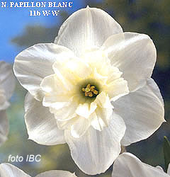 Narcissus - Div. 11b (splitcorona papillon) PAPILLON BLANC 11b W-GW