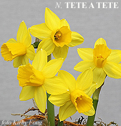 Narcissus - Div. 12 (miscellanei) TETE-A-TETE 12 Y-O
