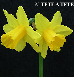 Narcissus - Div. 12 (miscellanei) TETE-A-TETE 12 Y-O