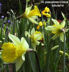 Narcissus - Div. 13 (specie) pseudonarcissus lobularis 13 Y-Y