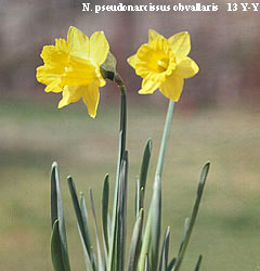Narcissus - Div. 13 (specie) pseudonarcissus obvallaris 13 Y-Y