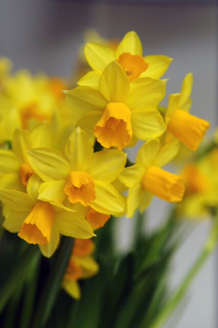 Narcissus - Div. 06 (ciclaminei) JETFIRE 6 Y-O