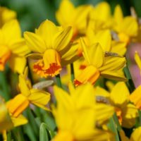 Narcissus - Div. 06 (ciclaminei) JETFIRE  6 Y-O