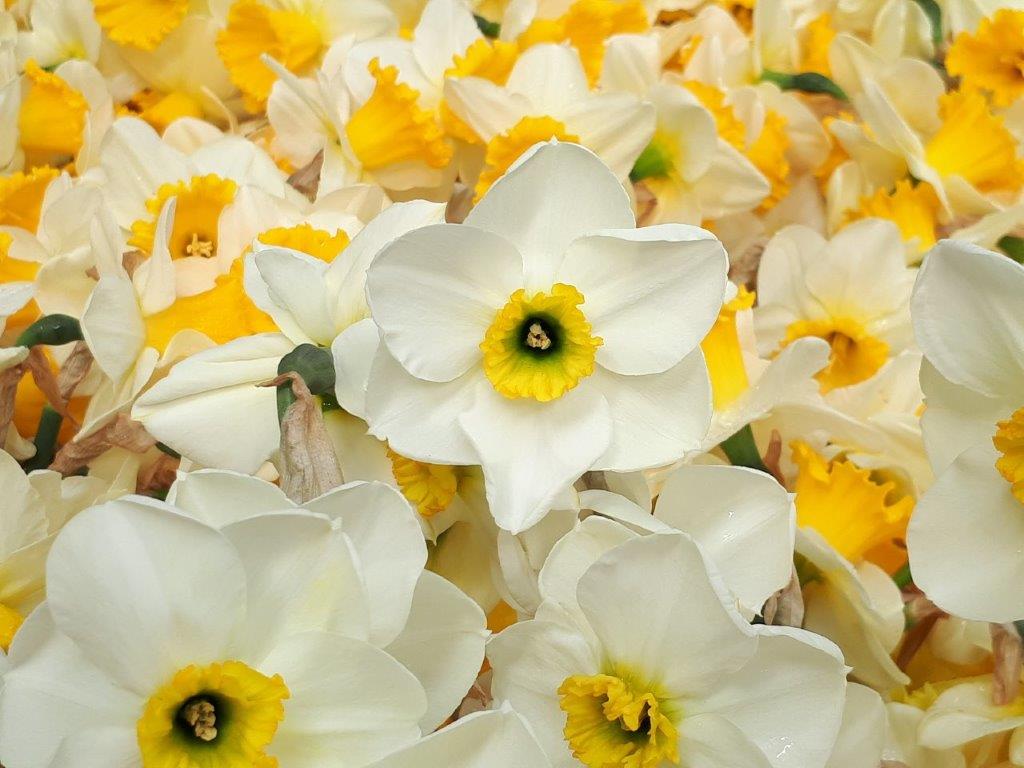 Narcissus - Div. 03 (parvocoronati) LANCASTER 3 W-GYO