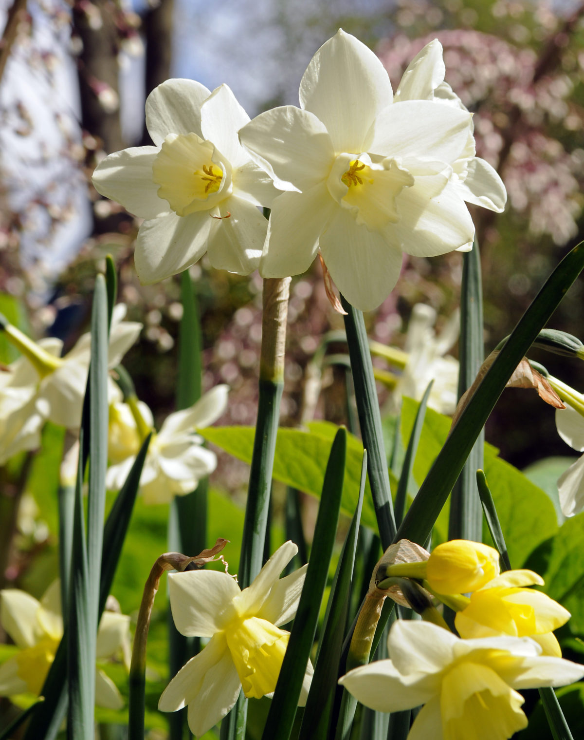Narcissus - Div. 07 (giunchiglie) PUEBLO 7 W-W