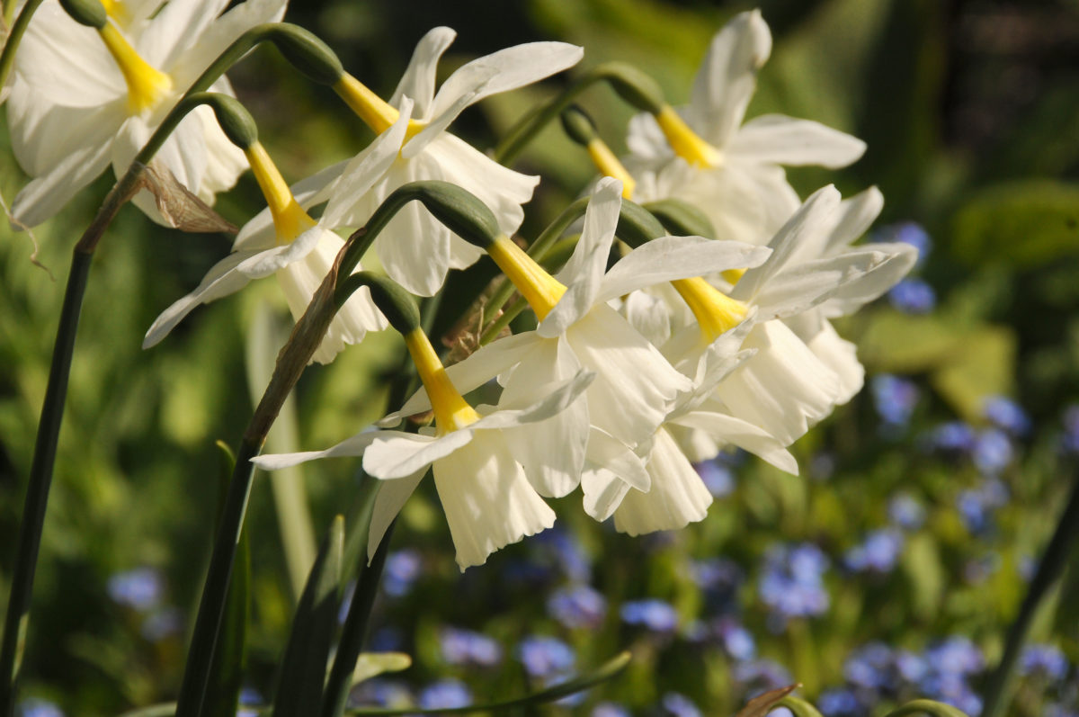 Narcissus - Div. 07 (giunchiglie) PUEBLO 7 W-W