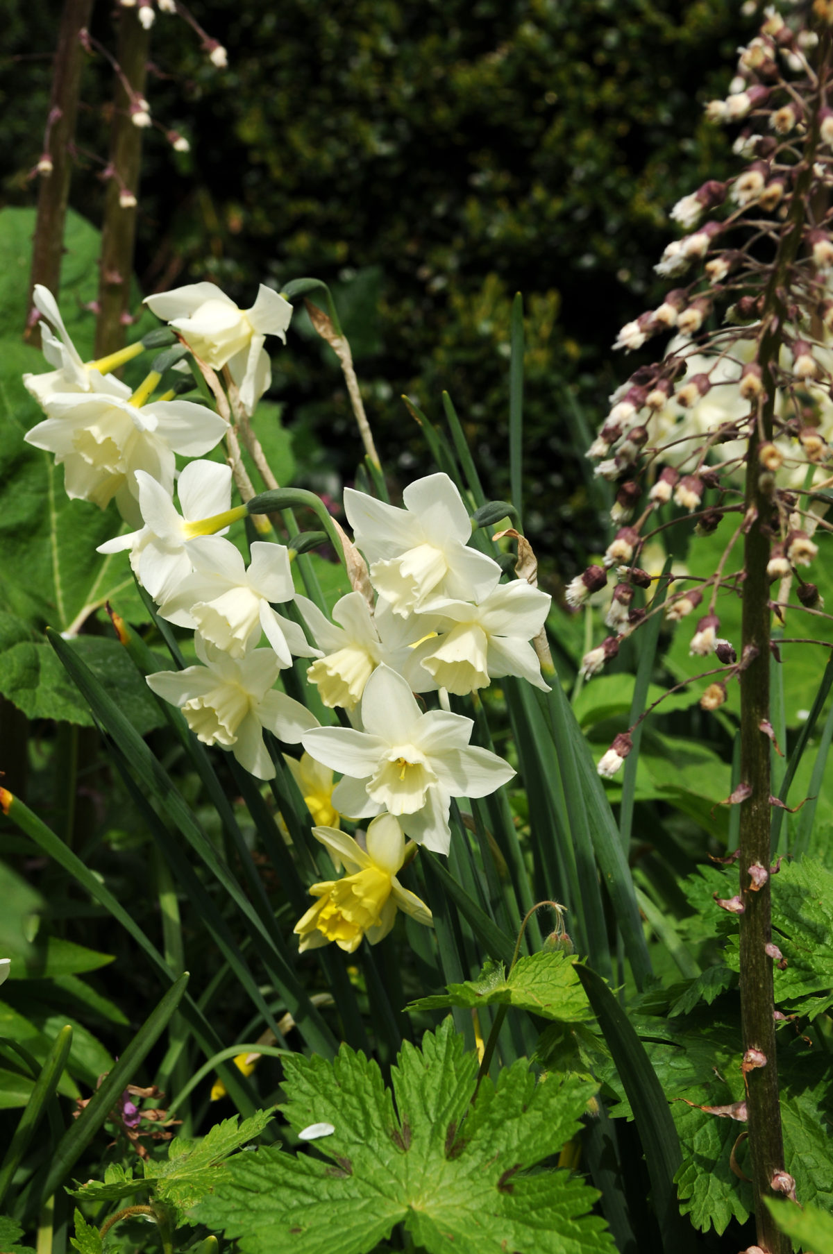 Narcissus - Div. 07 (giunchiglie) PUEBLO 7 W-W