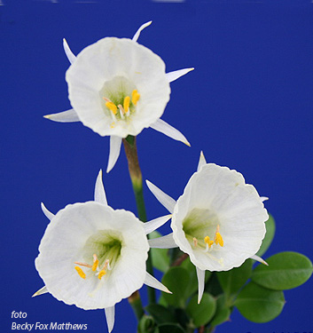 Narcissus - Div. 10 (bulbocodium) SPOIROT 10 W-W