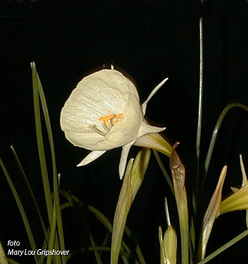 Narcissus - Div. 10 (bulbocodium) SPOIROT 10 W-W