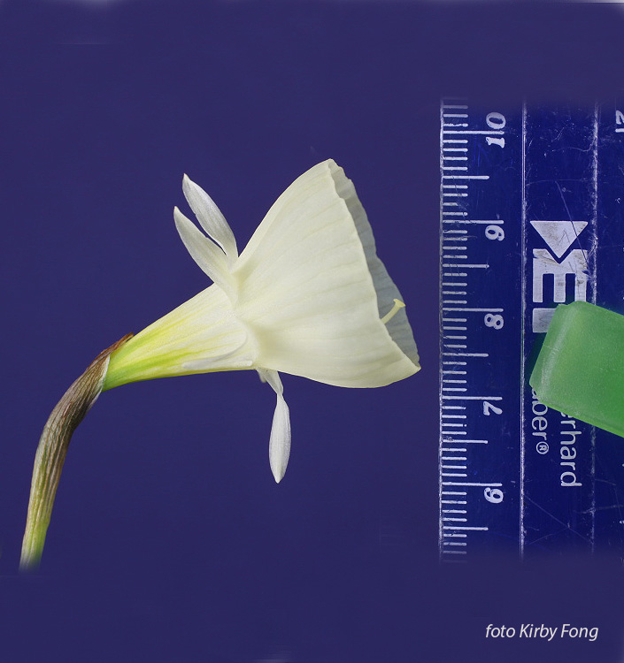 Narcissus - Div. 10 (bulbocodium) SPOIROT 10 W-W