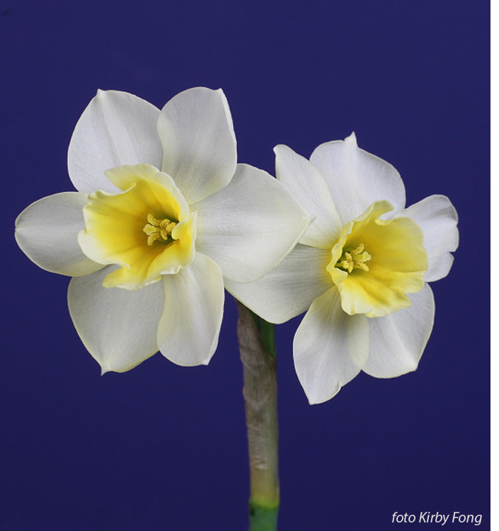 Narcissus - Div. 07 (giunchiglie) SWEET LOVE 7 W-Y