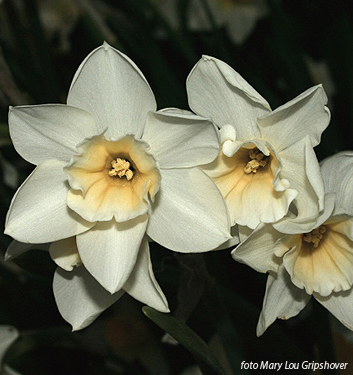 Narcissus - Div. 07 (giunchiglie) SWEET LOVE 7 W-Y
