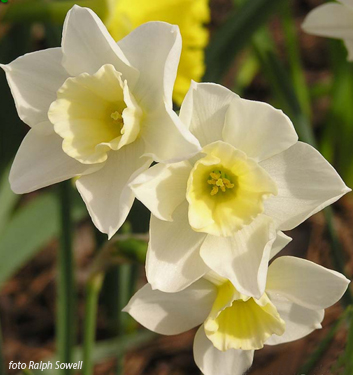 Narcissus - Div. 07 (giunchiglie) SWEET LOVE 7 W-Y