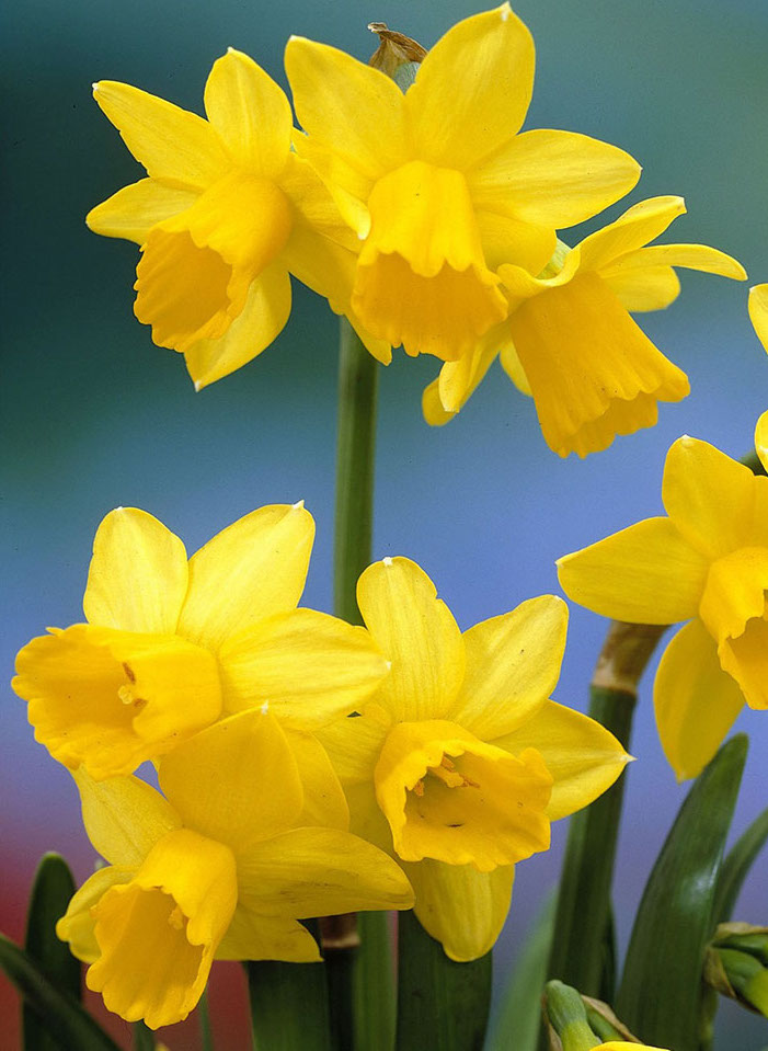 Narcissus - Div. 12 (miscellanei) TETE-A-TETE 12 Y-O