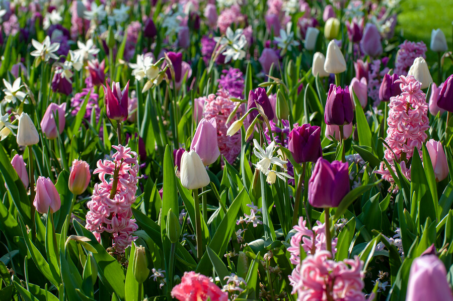 Narcissus - Div. 05 (triandrus) THALIA 5 W-W