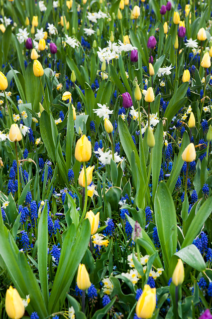 Narcissus - Div. 05 (triandrus) THALIA 5 W-W