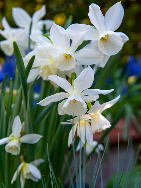 Narcissus - Div. 05 (triandrus) THALIA 5 W-W