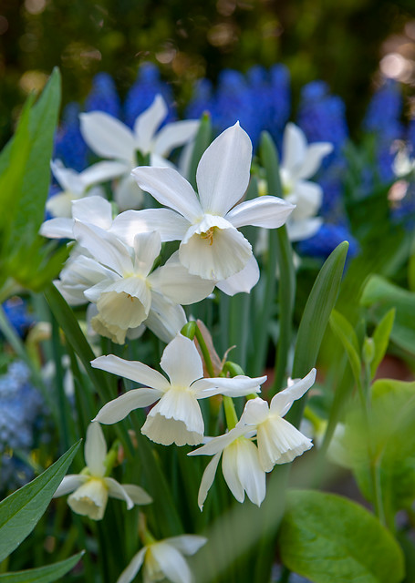Narcissus - Div. 05 (triandrus) THALIA 5 W-W