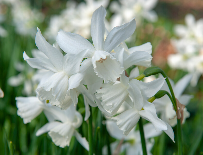 Narcissus - Div. 05 (triandrus) THALIA 5 W-W