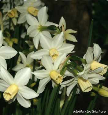 Narcissus - Div. 12 (miscellanei) TOTO 12 W-W