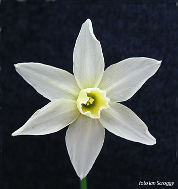 Narcissus - Div. 12 (miscellanei) TOTO 12 W-W