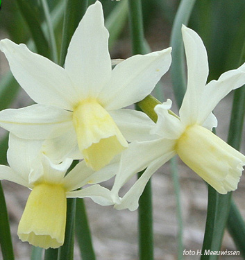 Narcissus - Div. 12 (miscellanei) TOTO 12 W-W