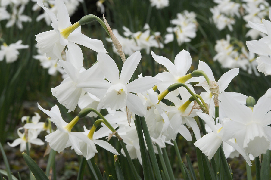 Narcissus - Div. 05 (triandrus) THALIA 5 W-W