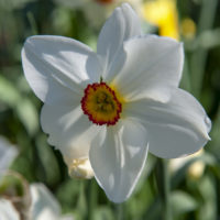 Narcissus poeticus iBulb