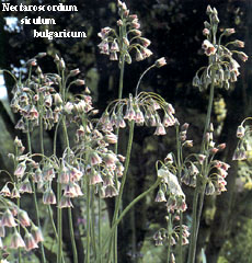 Nectaroscordum siculum bulgaricum