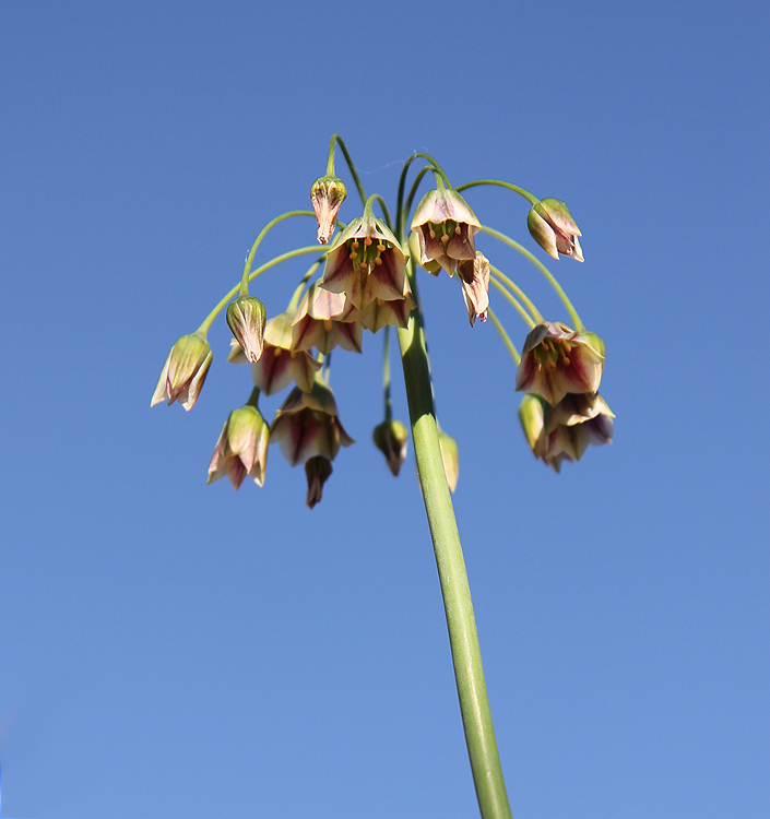 Nectaroscordum siculum bulgaricum