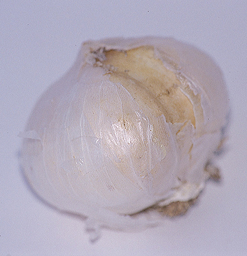 Nectaroscordum siculum bulgaricum