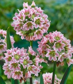 Nectaroscordum tripedale
