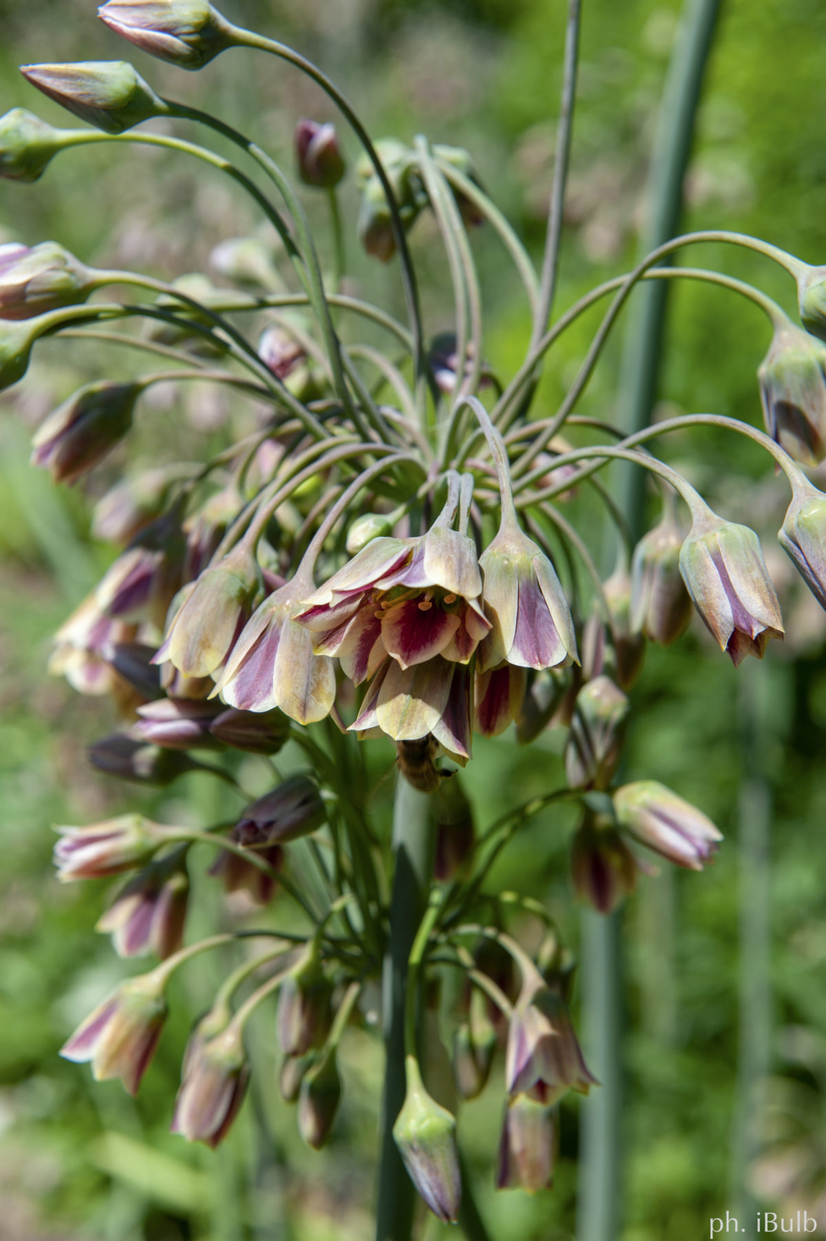 Nectaroscordum siculum