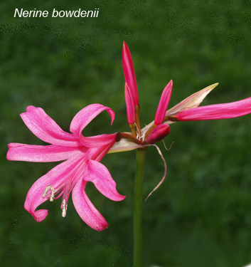 Nerine bowdenii