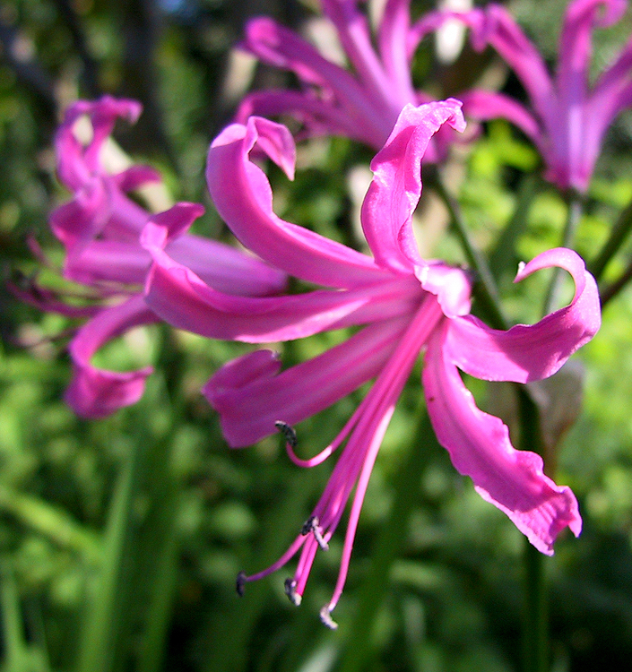 Nerine bowdenii