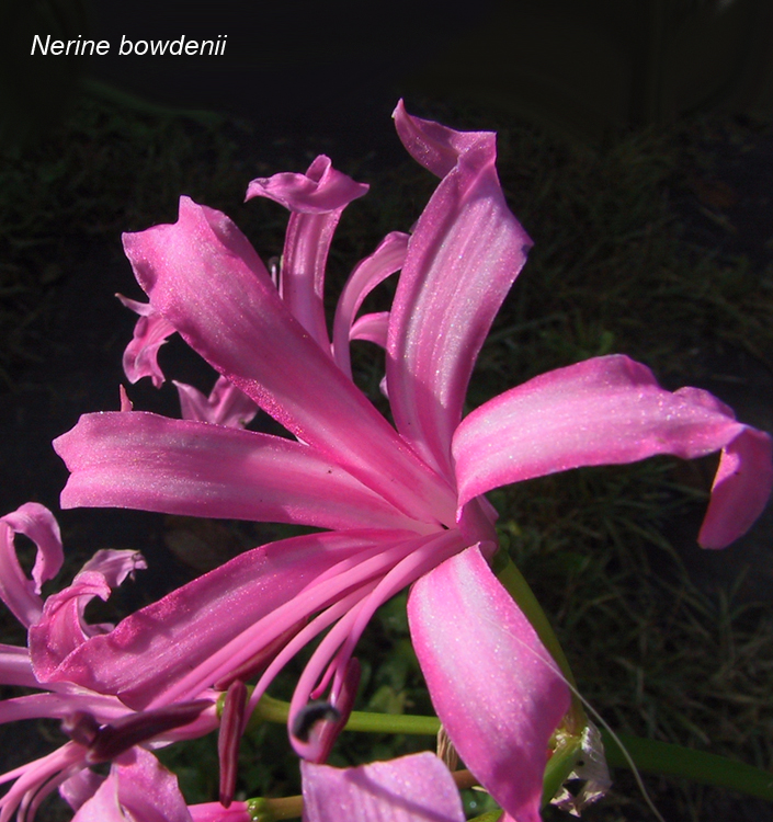 Nerine bowdenii