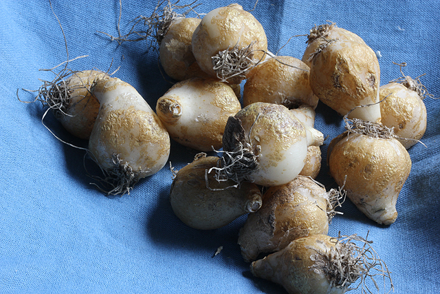 Ornithogalum umbellatum