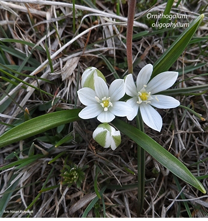 Ornithogalum oligophyllum WHITE TROPHY