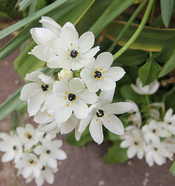 Ornithogalum arabicum